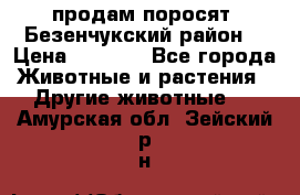 продам поросят .Безенчукский район  › Цена ­ 2 500 - Все города Животные и растения » Другие животные   . Амурская обл.,Зейский р-н